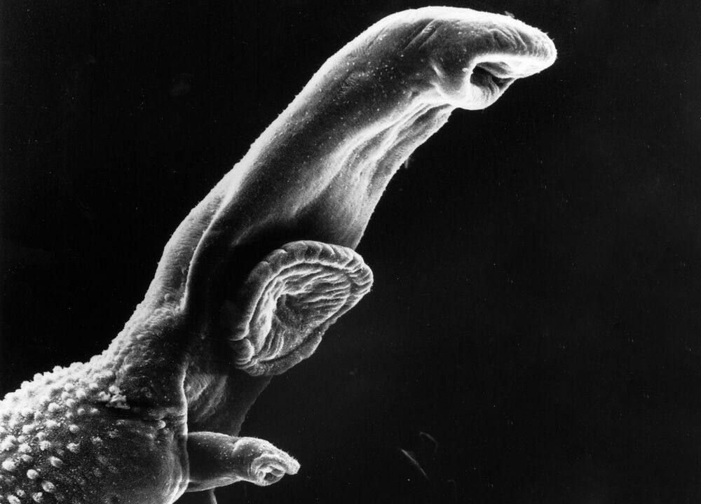 Schistosoma bizkarroi bat da eta bere bizi-zikloak tarteko ostalari bat behar du. 