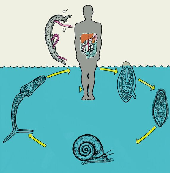 Schistosomaren bizi-zikloaren diagrama