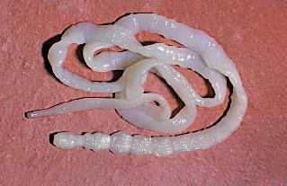 Behi tapeworm